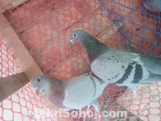 রেসার কবুতর